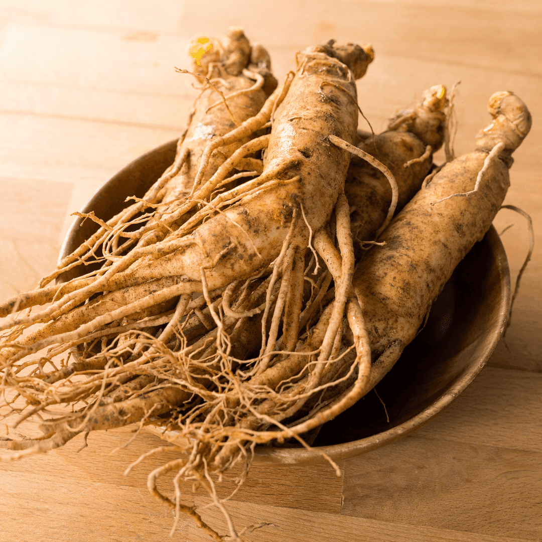 Panax Ginseng