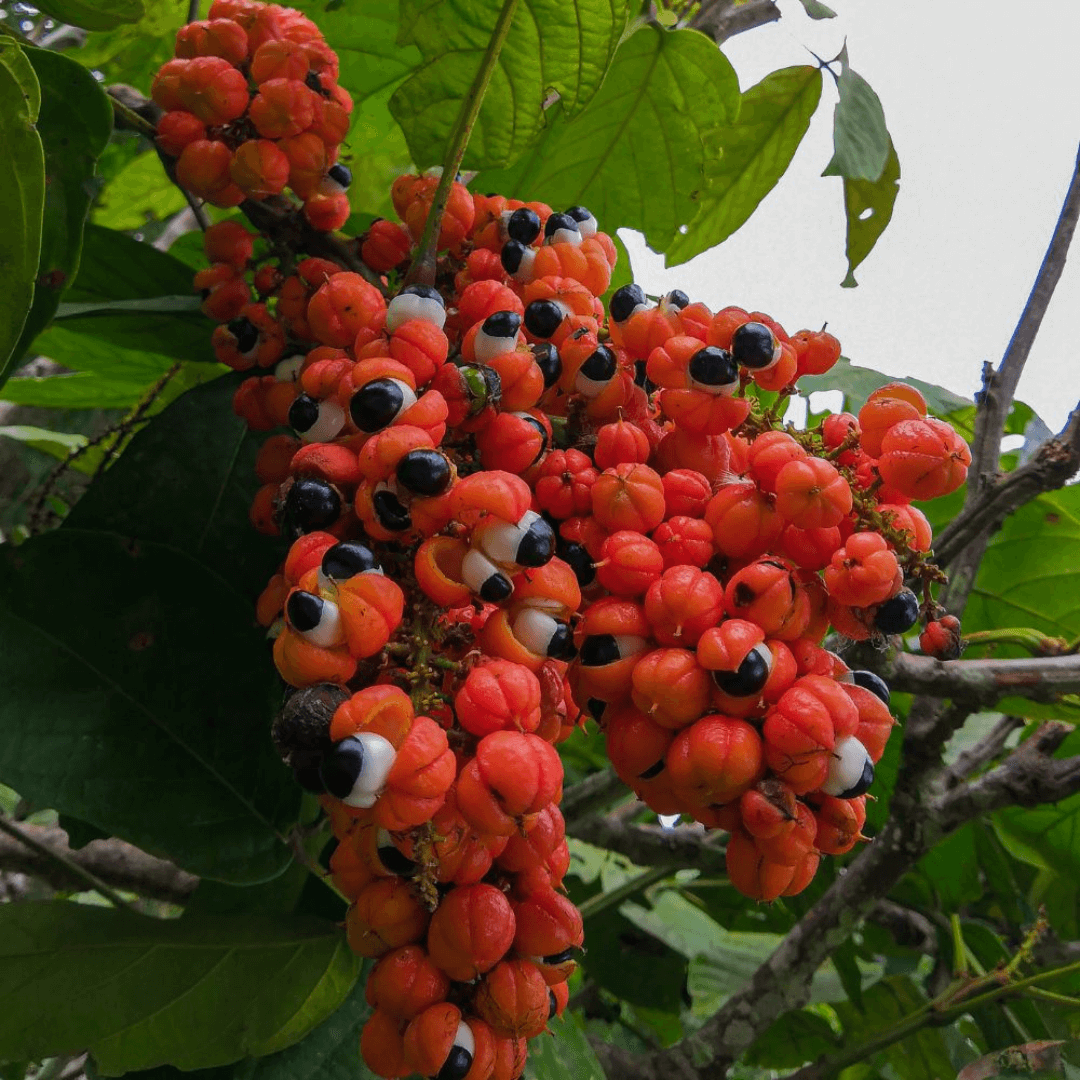 Guaraná em Pó