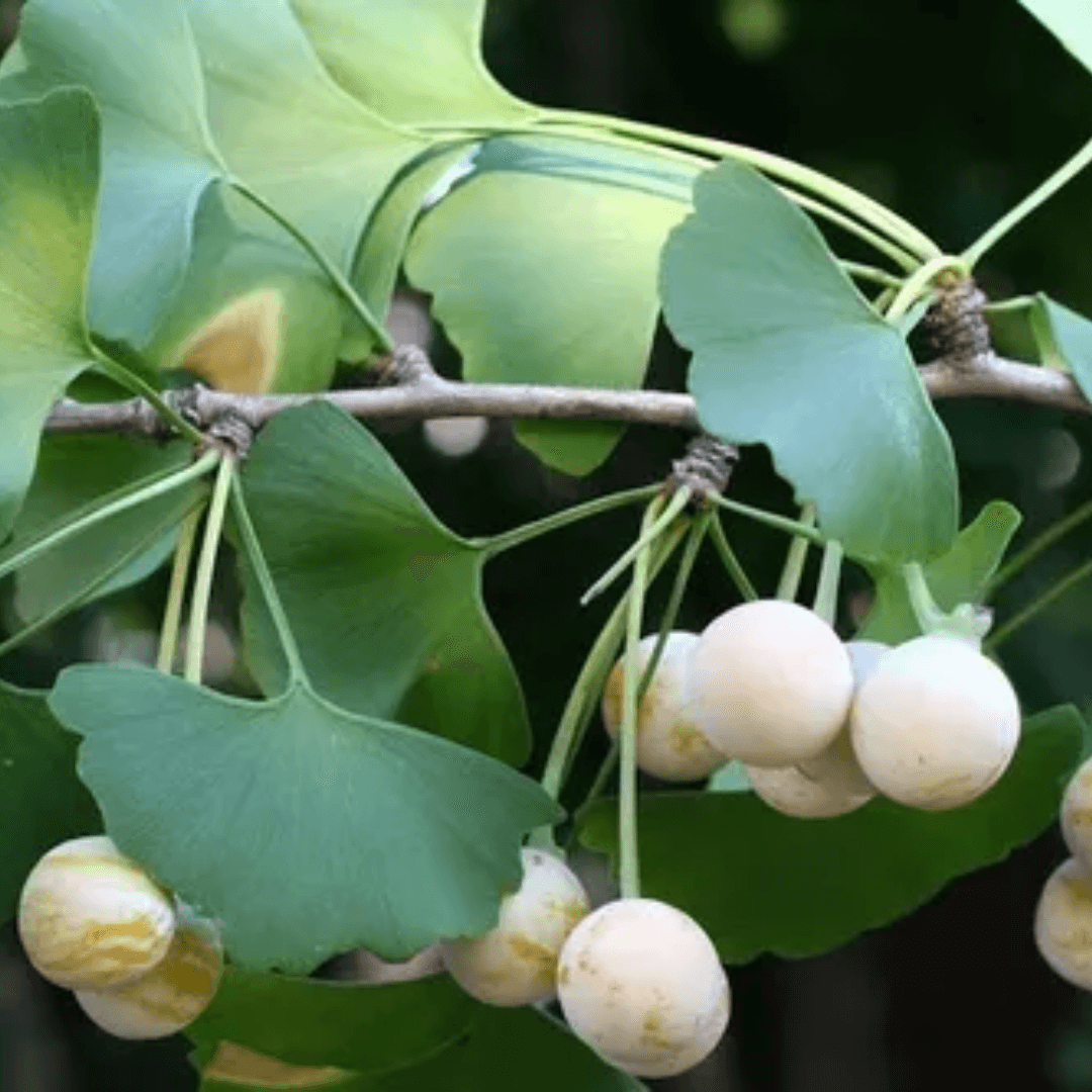 Ginkgo Biloba